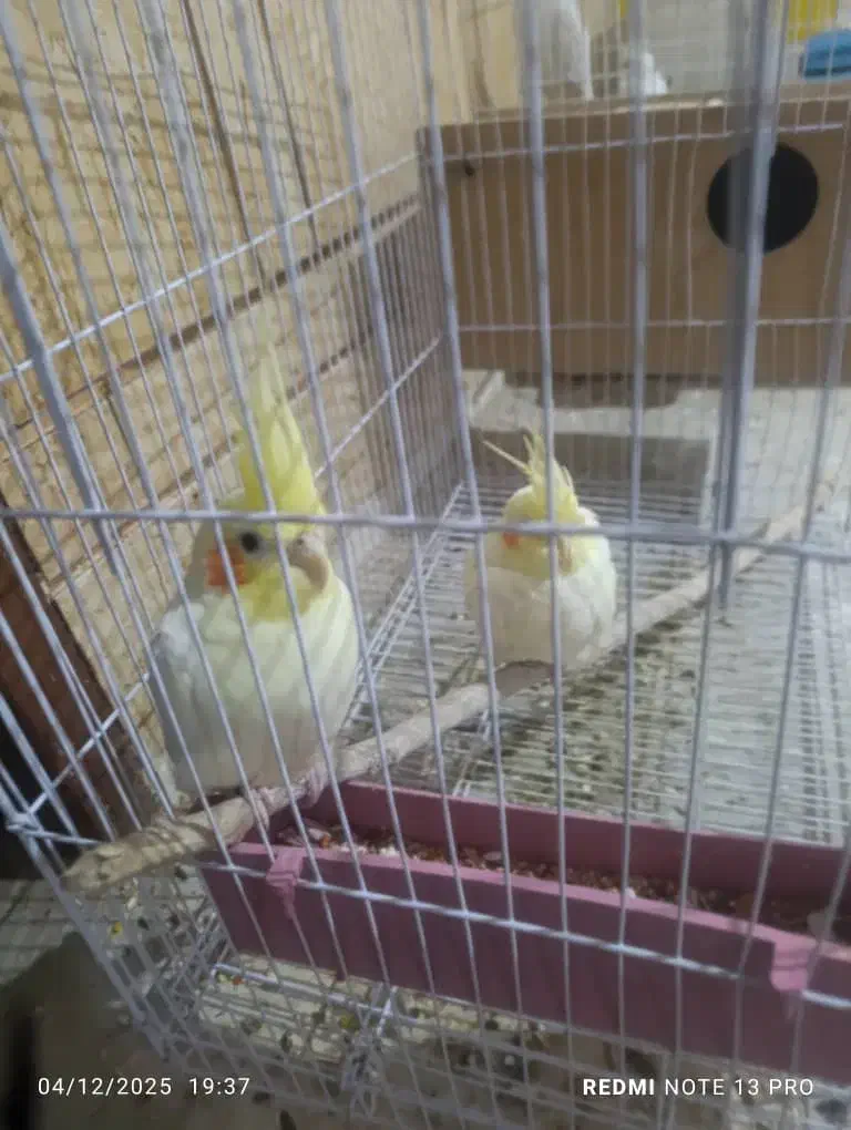 جفت لوتینو مولد|پرنده|شادگان, |دیوار