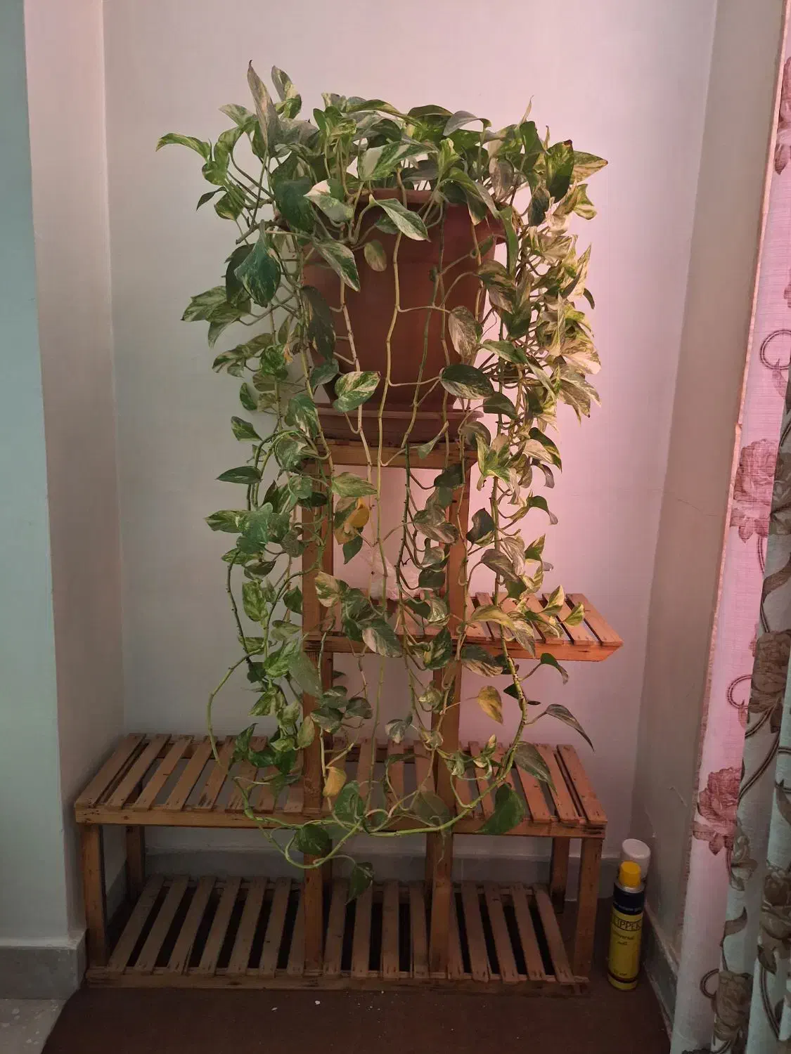 استند گل|گل و گیاه طبیعی|فردیس, شهرک ۱۱۰|دیوار