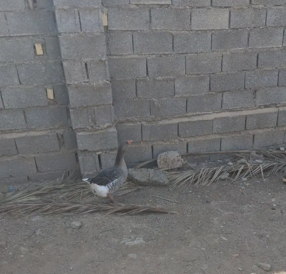 غاز|حیوانات مزرعه|خرمشهر, |دیوار