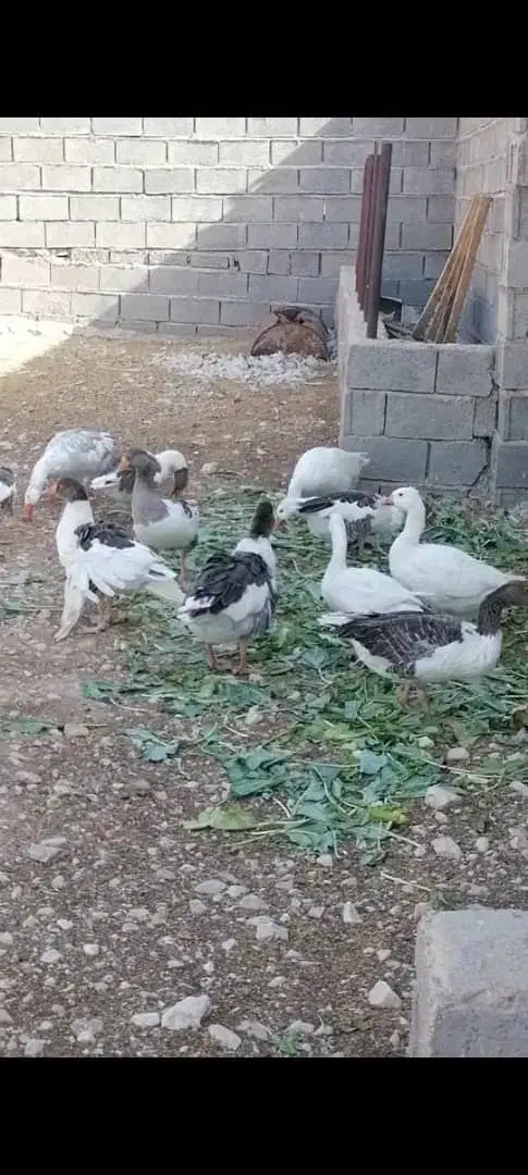 فروش غار و مرغ محلی|حیوانات مزرعه|داراب, |دیوار