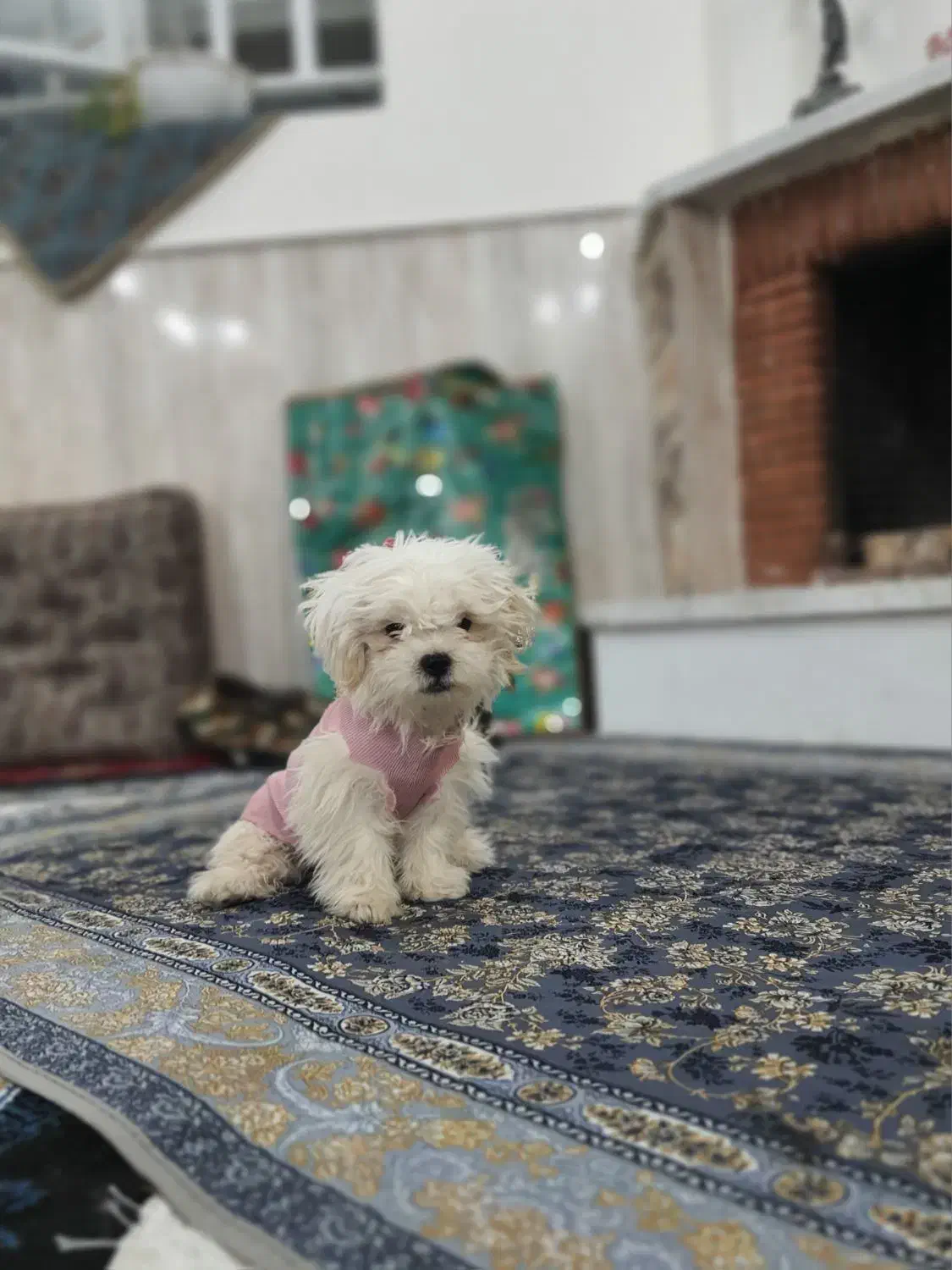 سگ‌قشنگ‌وعالی‌سالم‌زیبا‌ ‌ده تومن‌ ۴‌ماهه|سگ|یزد, |دیوار