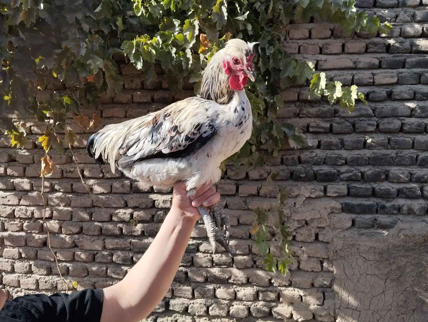 خروس|حیوانات مزرعه|بسطام, |دیوار