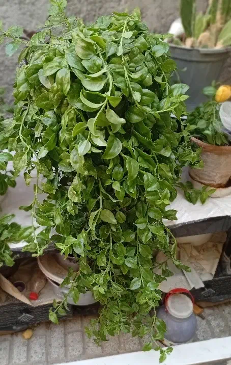 گل یخ|گل و گیاه طبیعی|تربتحیدریه, کوه سنگی|دیوار