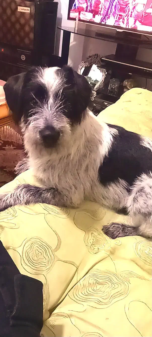 واگذاری سگ شیتزو رایگان|سگ|مهریز, |دیوار