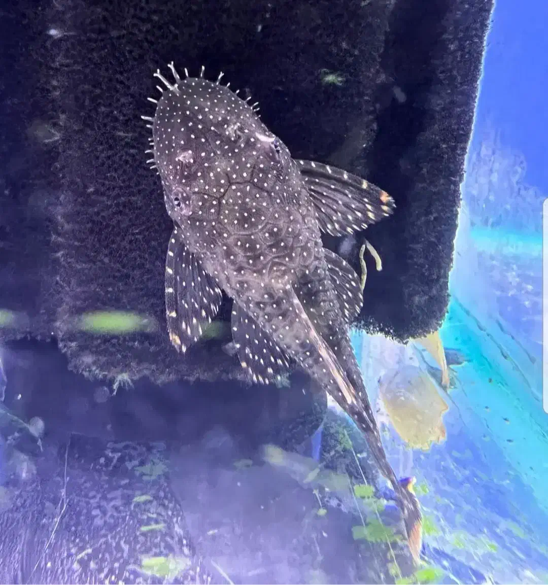 کت l59|ماهی|مهاباد (آذربایجان غربی), |دیوار