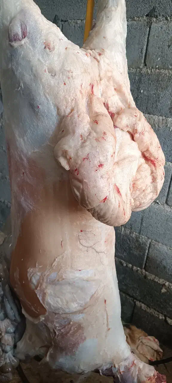 قصابی صداقت دراسرع وقت درخدمت همشهریان عزیزمیباشد|خدمات پیشه و مهارت|نیشابور, شهرک زرگران|دیوار