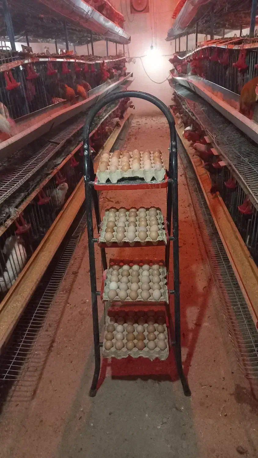 تخم مرغ رسمی محلی|خوردنی و آشامیدنی|تهران, جردن|دیوار