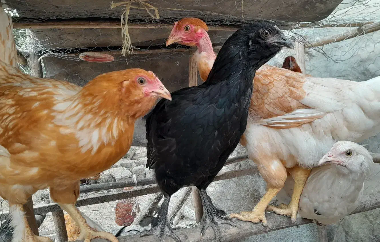 مرغ و خروس|حیوانات مزرعه|شیرگاه, |دیوار