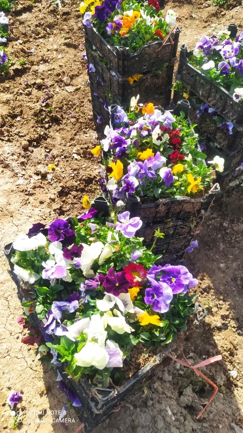 بنفشه F2|گل و گیاه طبیعی|پاکدشت, پاکدشت (مامازند)|دیوار