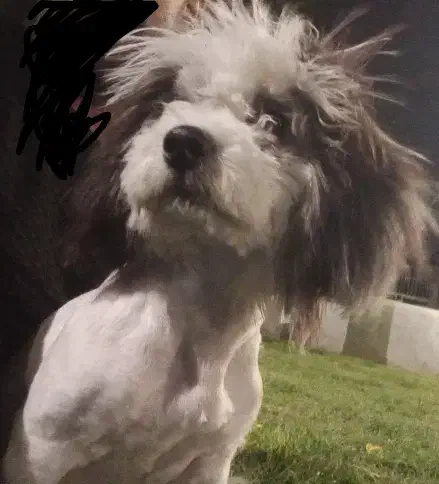 گمشده|حیوانات|شیراز, تندگویان|دیوار