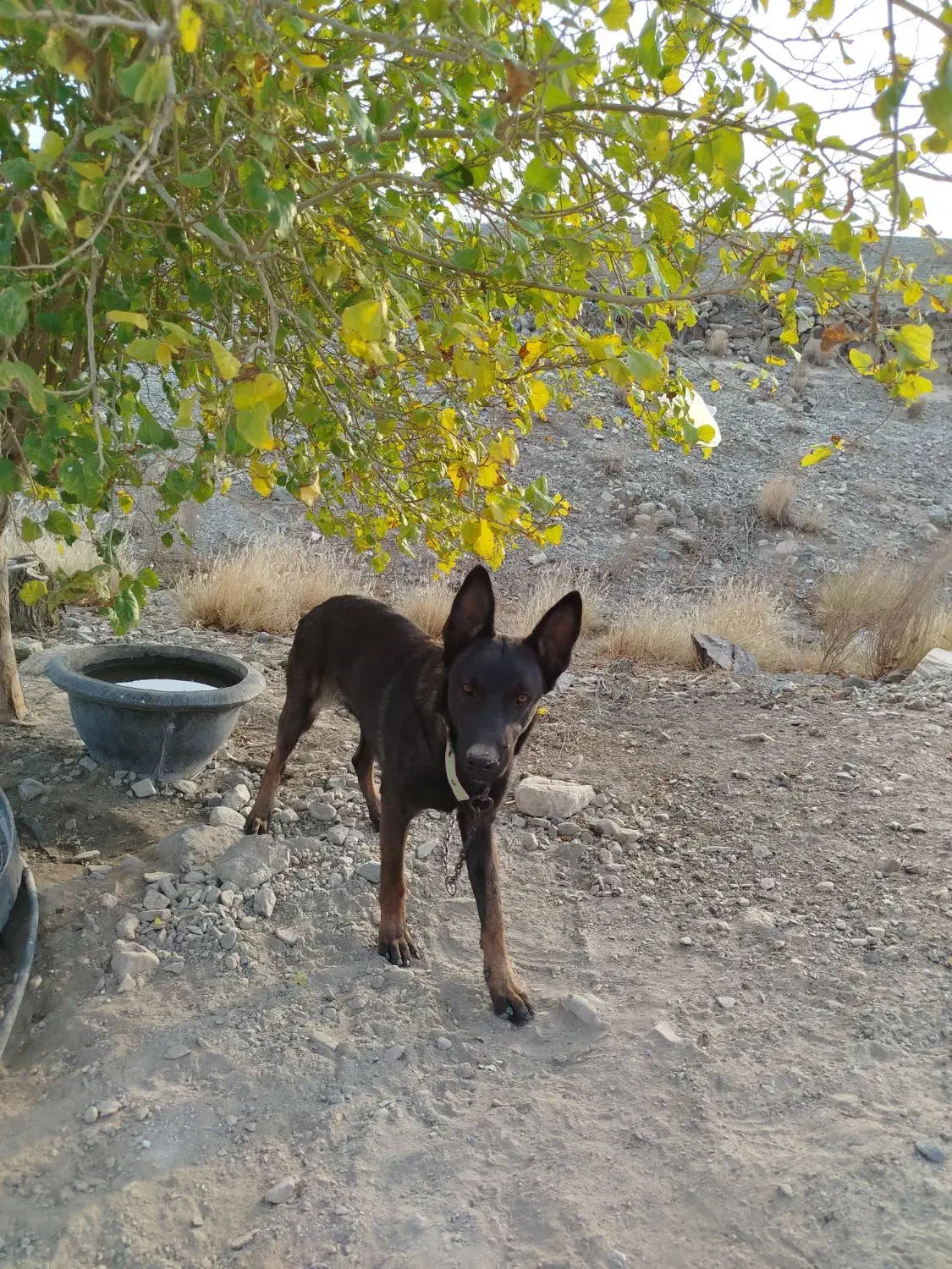 سگ مالینویز|سگ|جیرفت, |دیوار