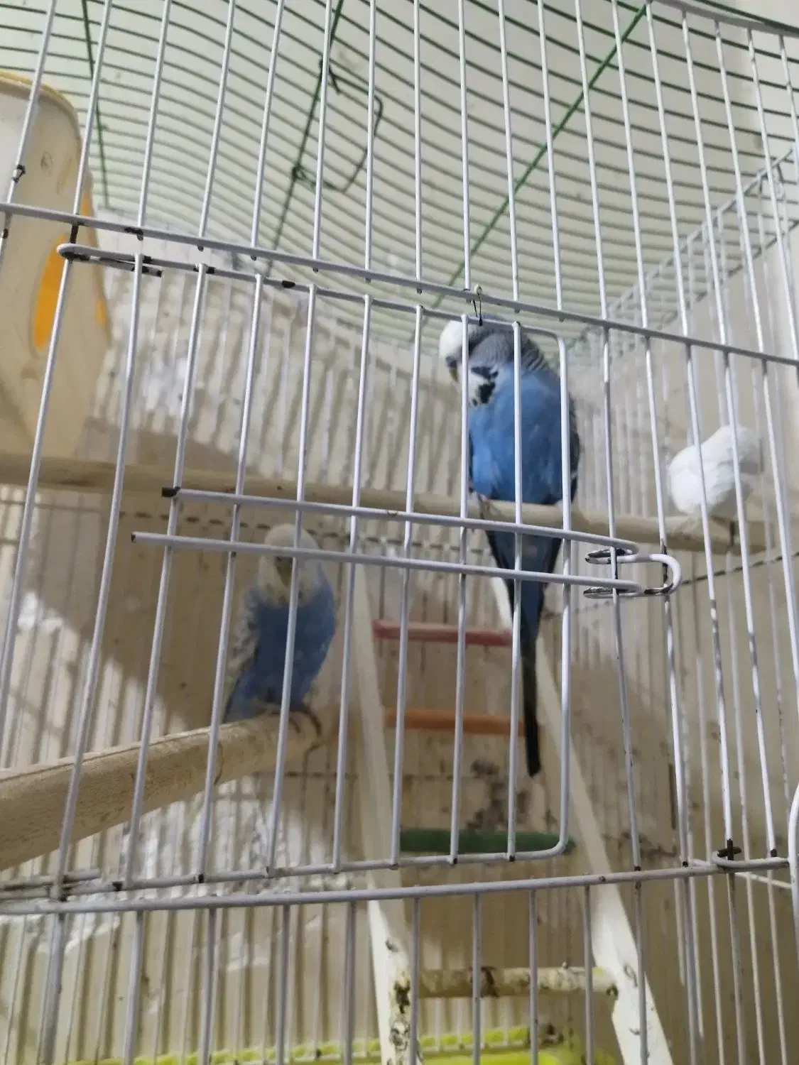 مرغ عشق|پرنده|خرمشهر, |دیوار