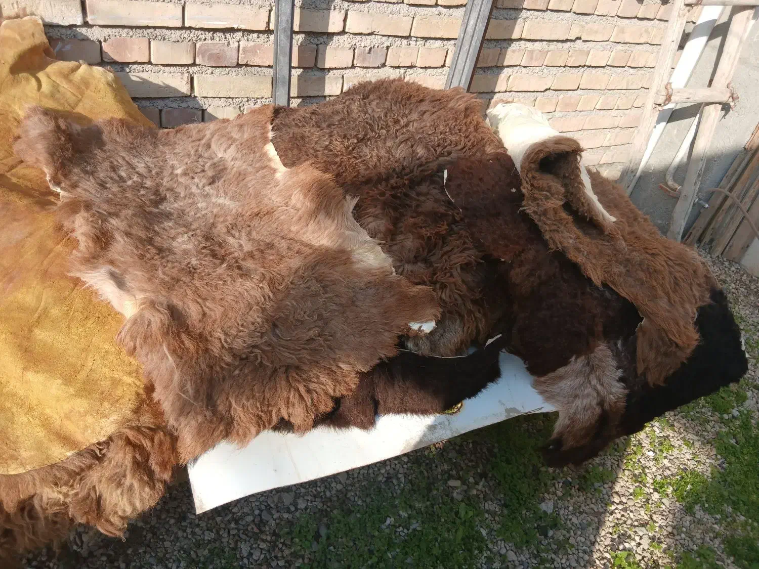 پوست گوسفند|پادری|گنبد کاووس, |دیوار