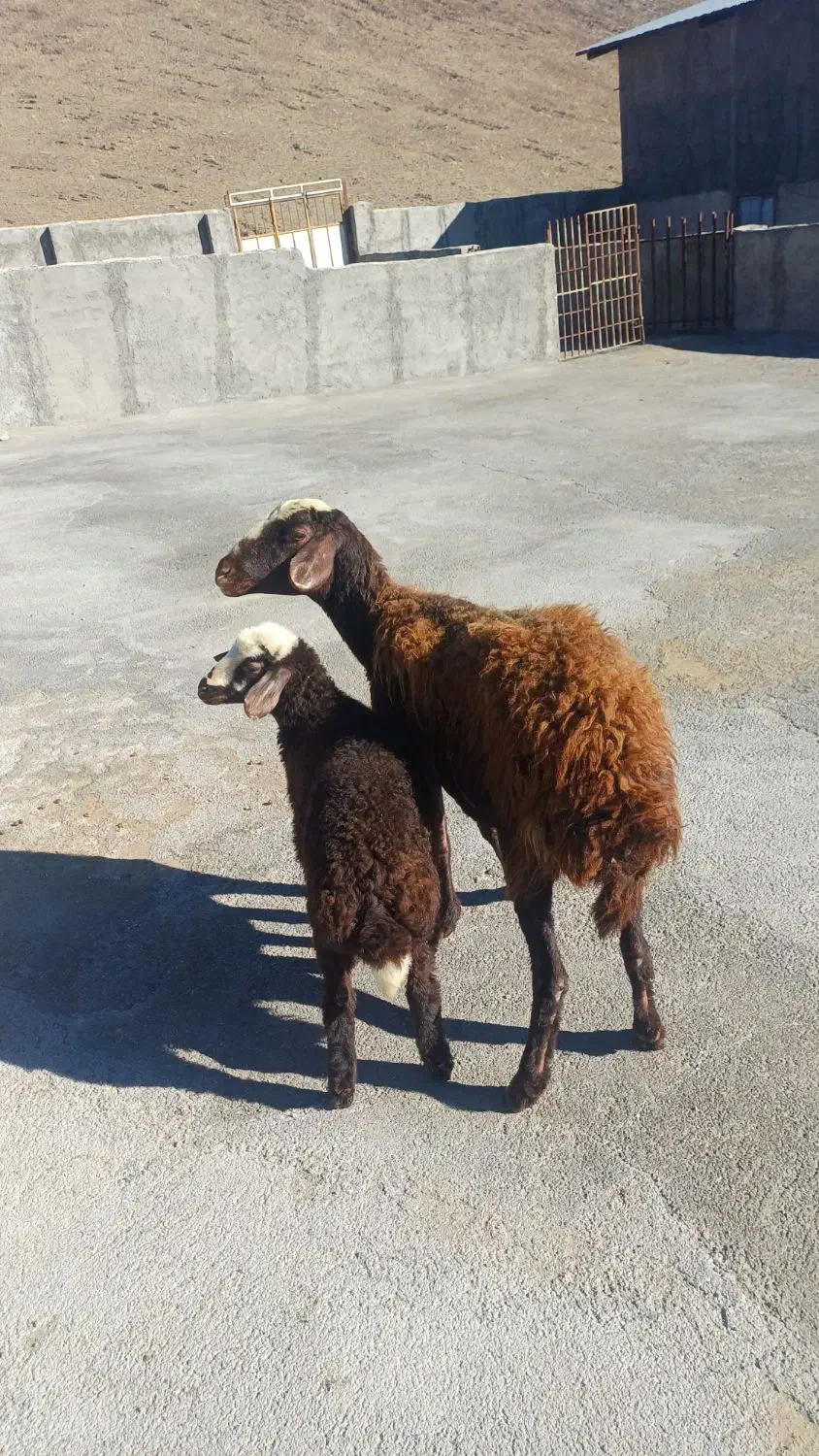 3600000|حیوانات مزرعه|قره چای, |دیوار