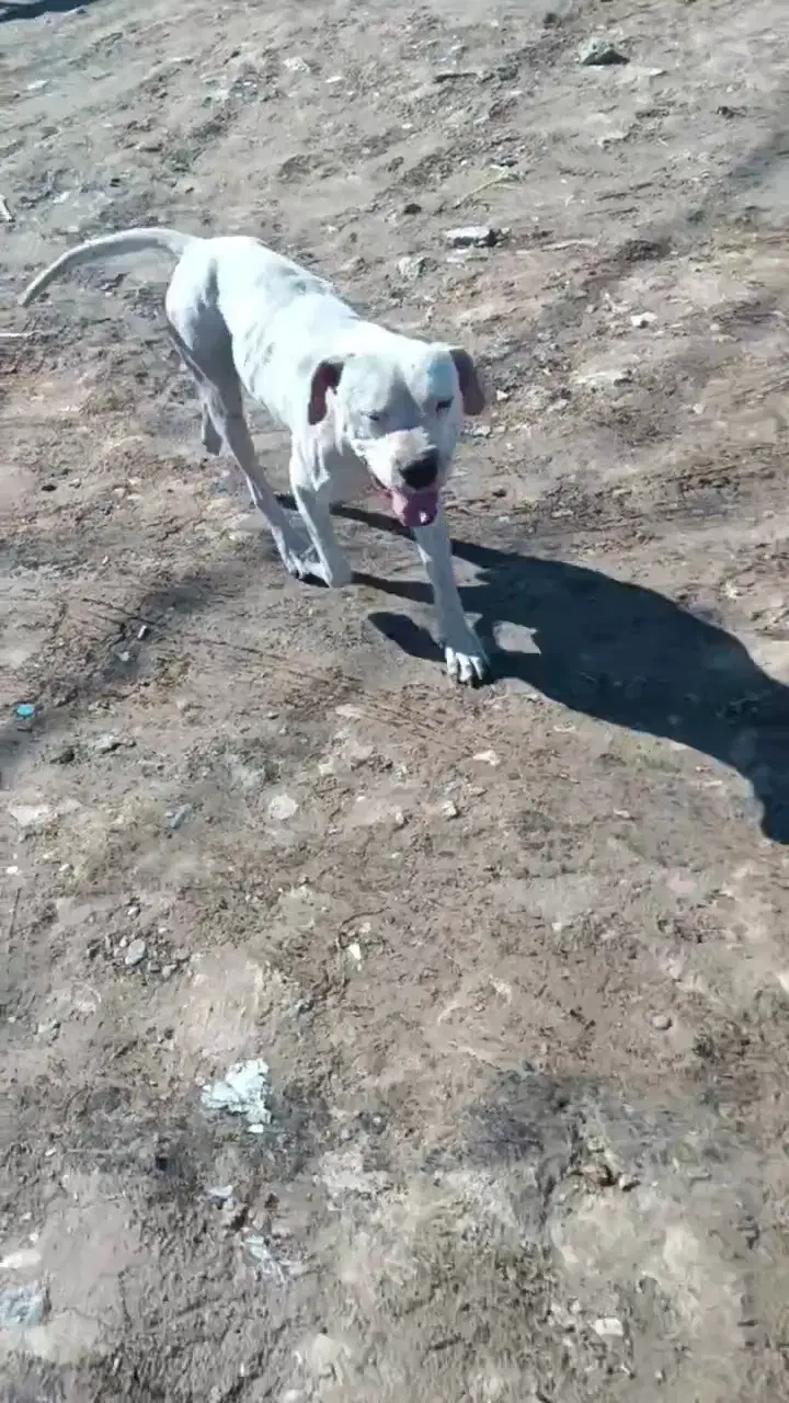 سگ داگو|سگ|شیروان (خراسان), |دیوار