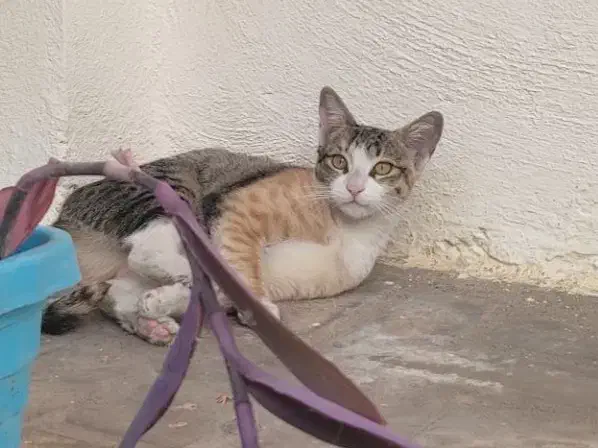 واگذاری گربه خانگی|گربه|ایلام, |دیوار