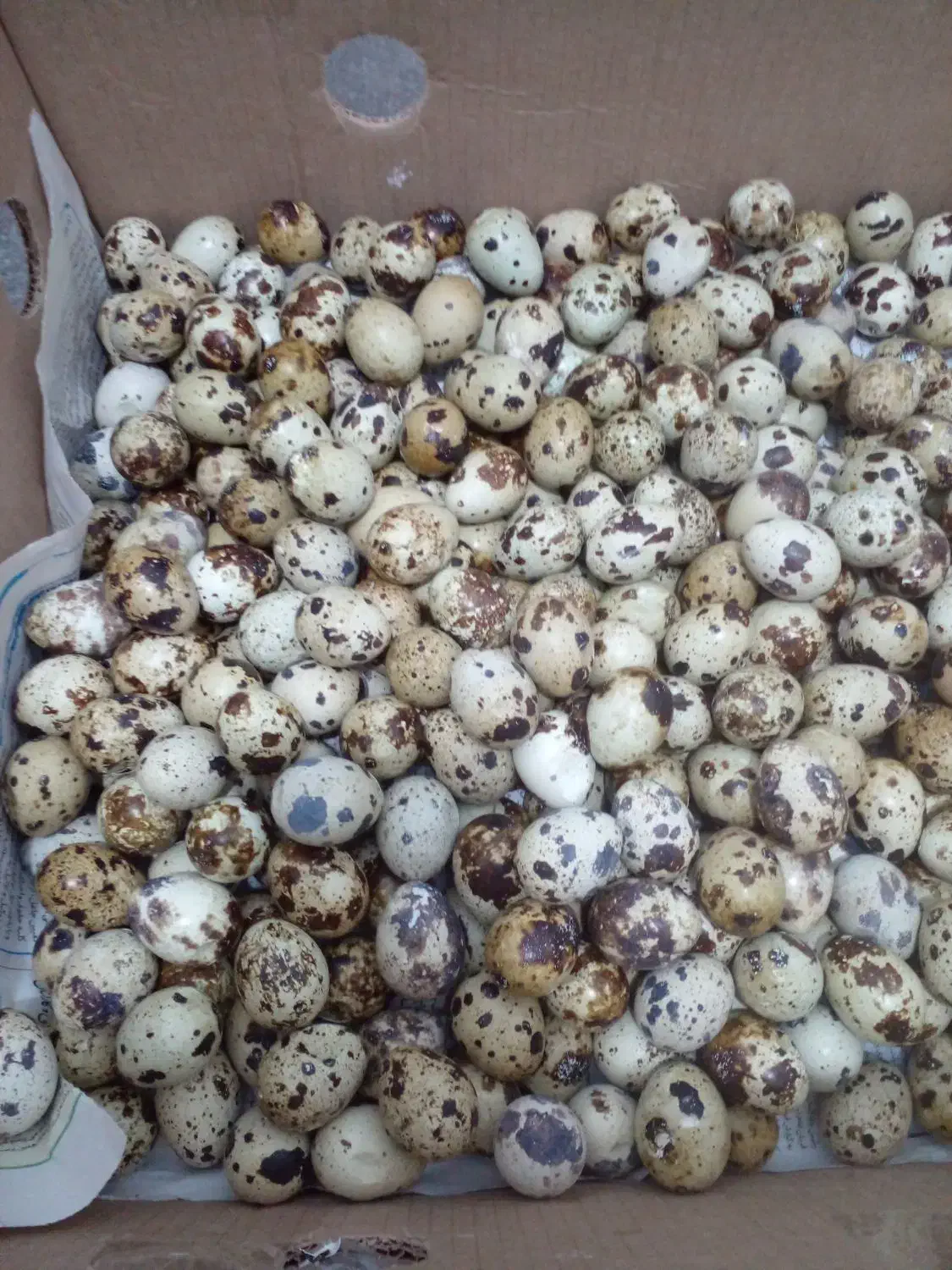 حراج تخم بلدرچین|خوردنی و آشامیدنی|قشم, |دیوار