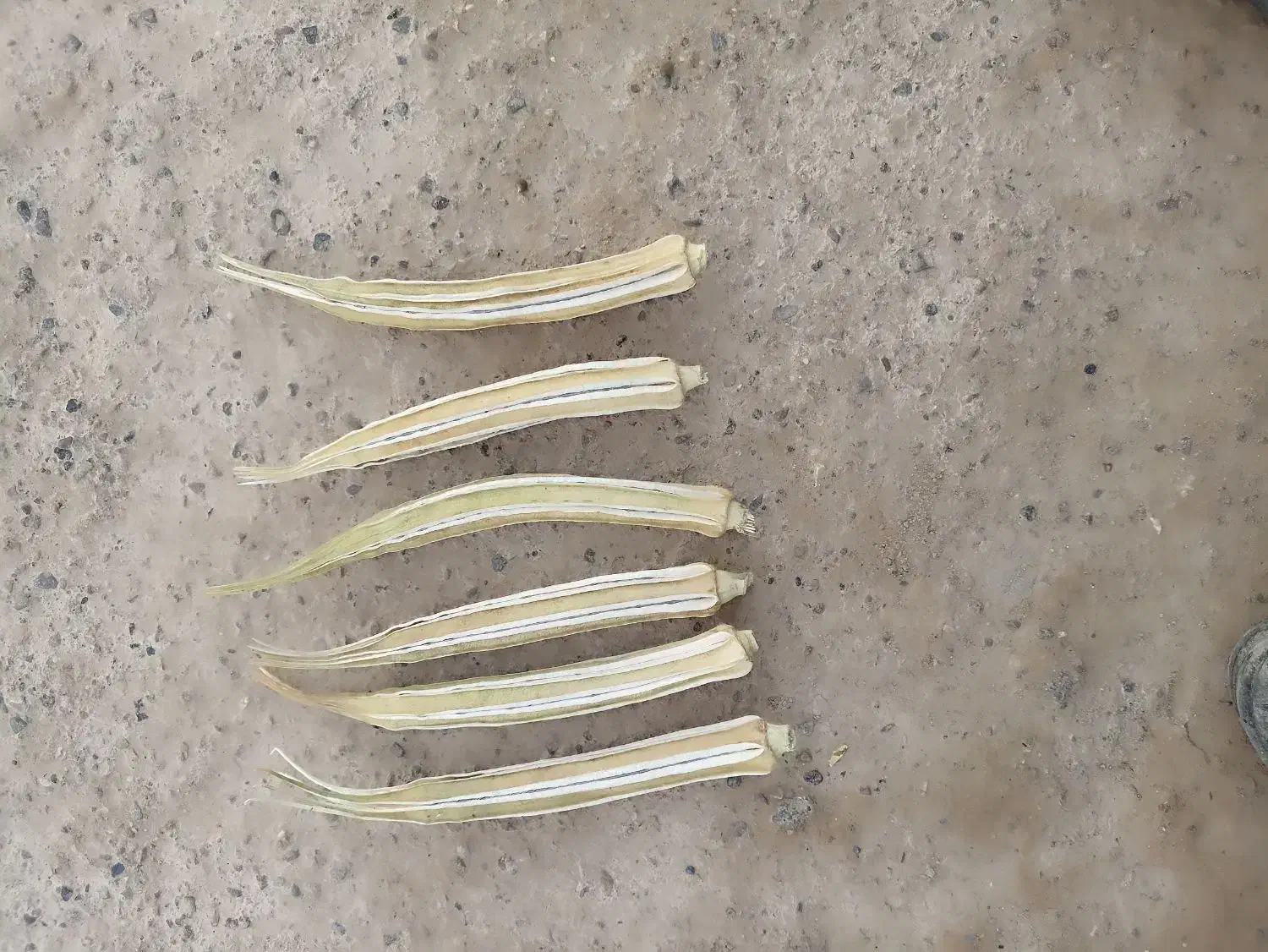 تخم بامیه درجه یک|خدمات باغبانی و درختکاری|زابل, |دیوار