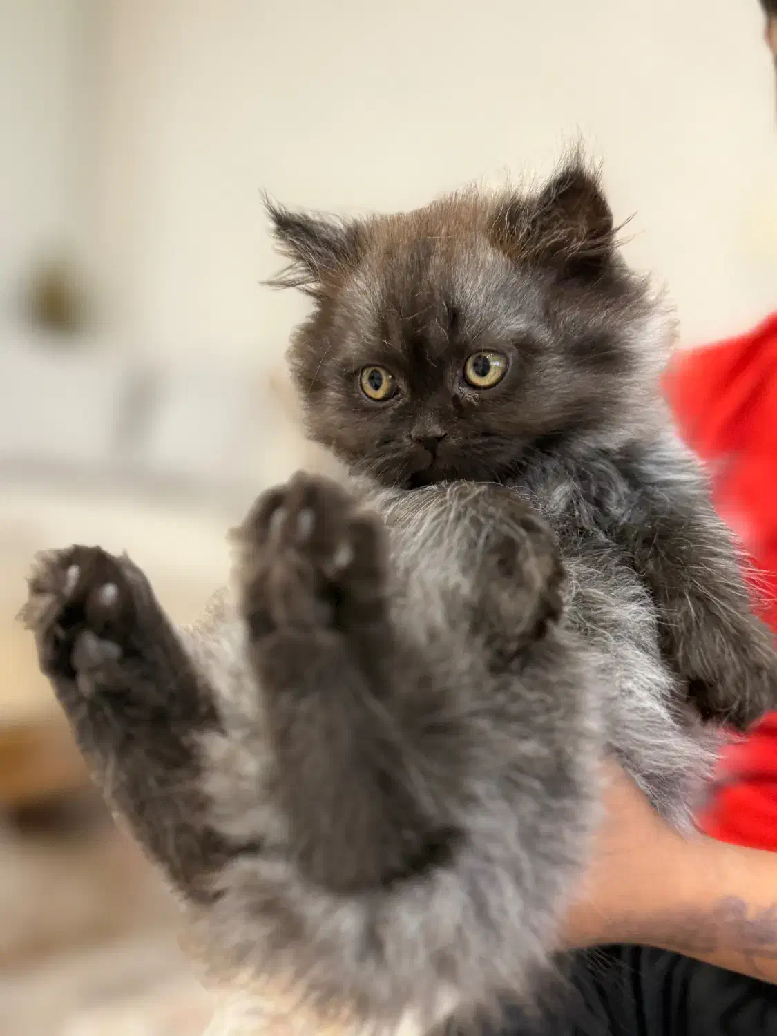 واگذاری هیمالین بلو چاکلت|گربه|گنبد کاووس, |دیوار