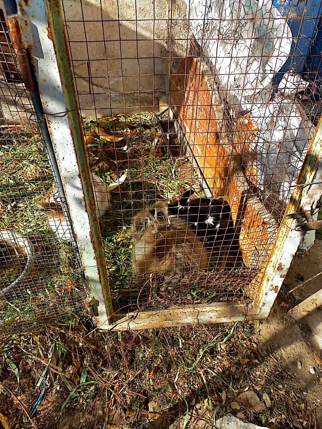 فروش تعدادی غاز وبوقلمون ،خرگوش لپوغیره|حیوانات مزرعه|سبزوار, ابوریحان|دیوار