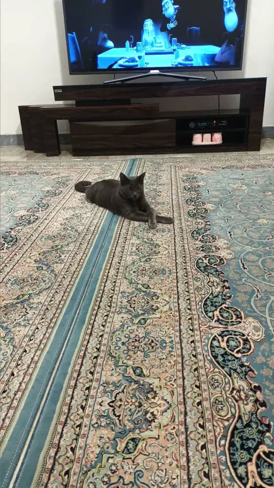 گربه راشن بلو|گربه|سیاهکل, |دیوار