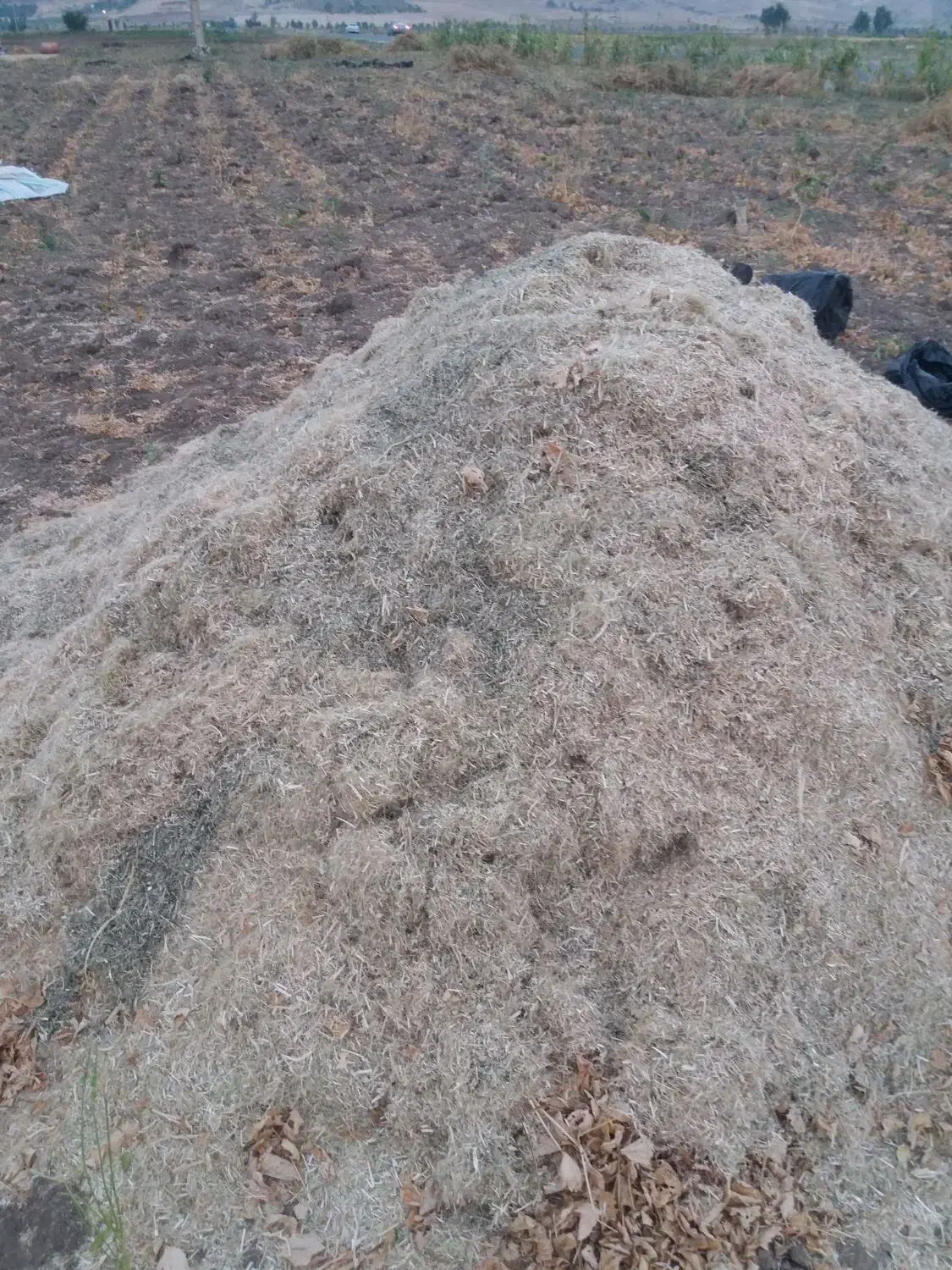 کاه لوبیا و یه شلیف ماش|عمده‌فروشی|دره شهر, |دیوار