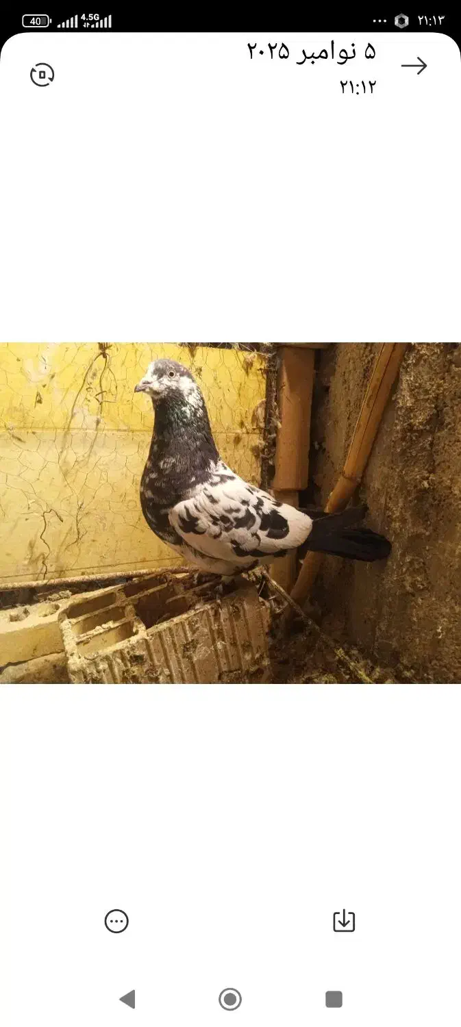 کبوترها|پرنده|شیروان (خراسان), |دیوار