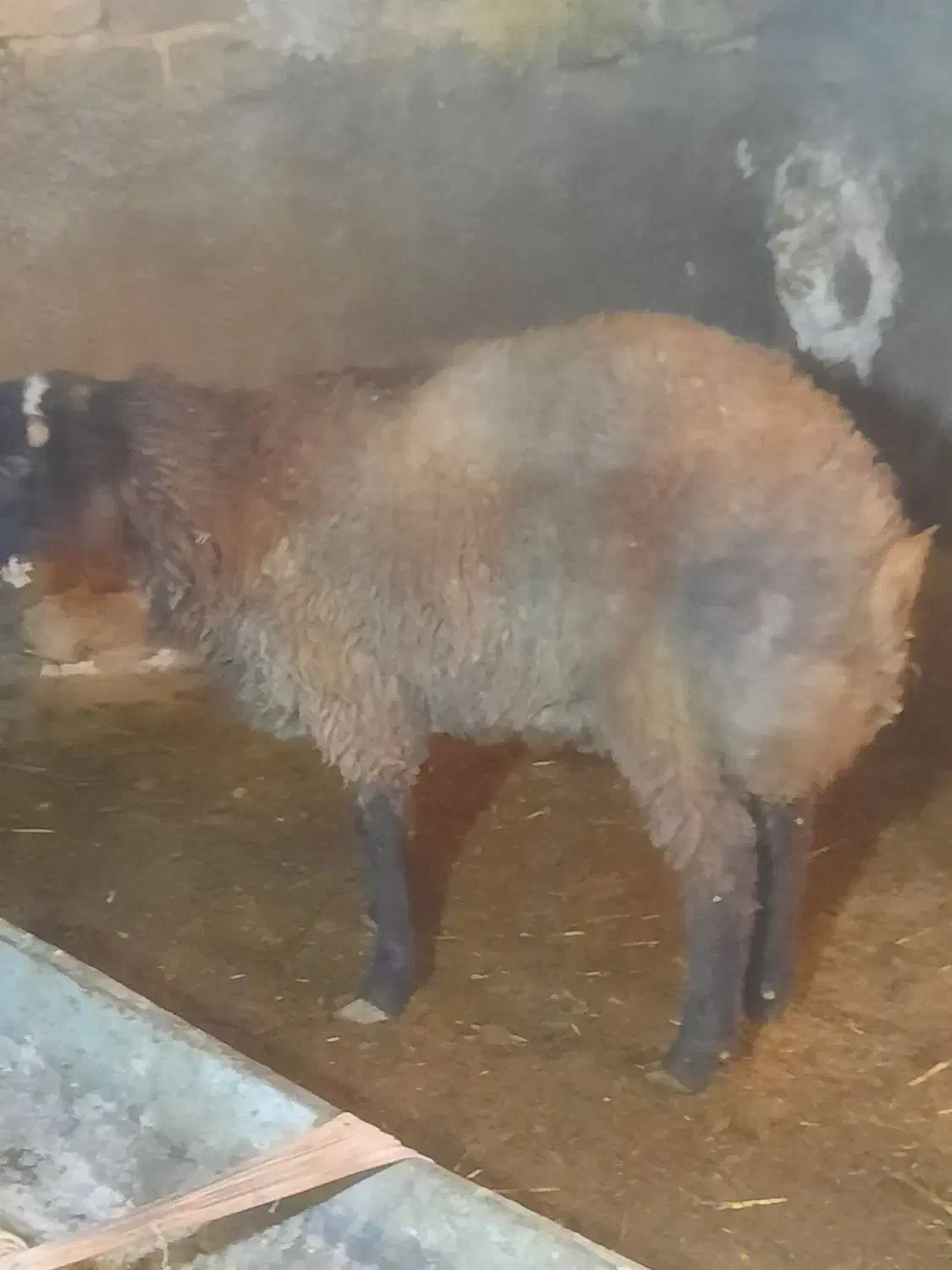 ۲ عدد بره پرواری|حیوانات مزرعه|سمنان, |دیوار