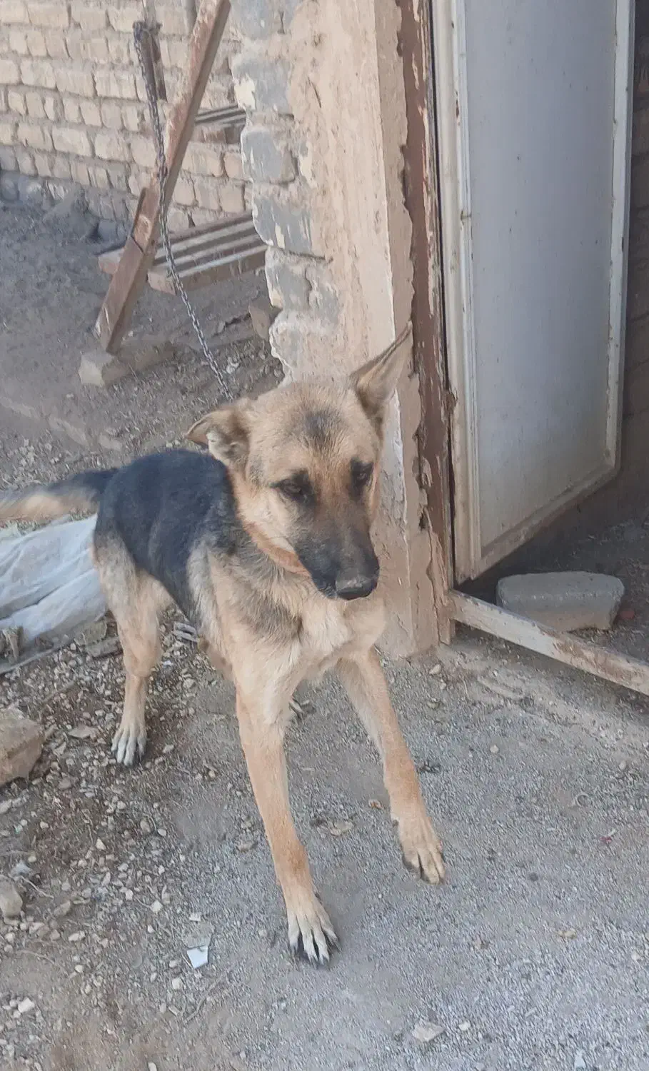 سگ نگهبان|سگ|برخوار, |دیوار