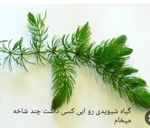 گیاه شیویدی آکواریوم|ماهی|سبزوار, سجاد|دیوار