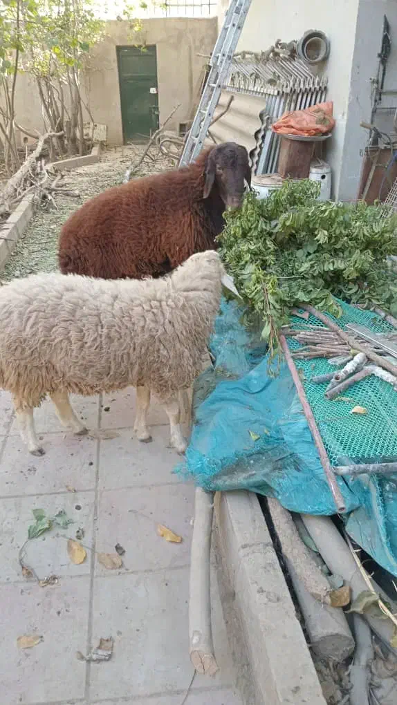 بره نر شیشک امسالی خوشگل|حیوانات مزرعه|هشتگرد, تهران دشت|دیوار