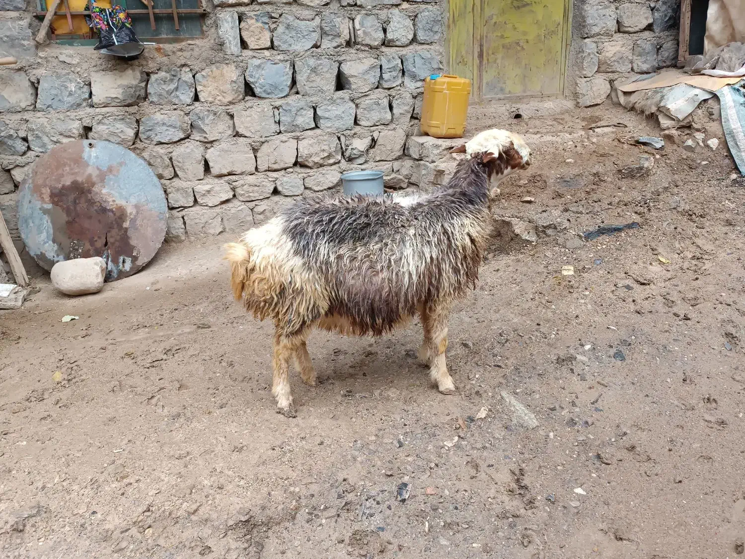 سه راس گوسفند ماده ابستن درجه یک|حیوانات مزرعه|جوانرود, |دیوار