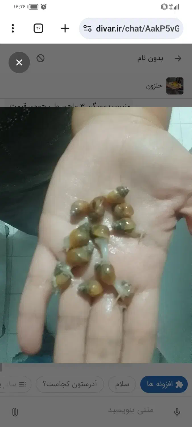 جوجه حلزون البینو|خزنده|مشهد, توس (بلوار توس)|دیوار