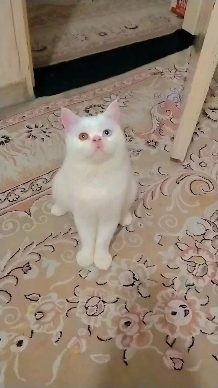 گربه اسکاتیش سفید و بلو نرو ماده|گربه|فردیس, فردیس|دیوار