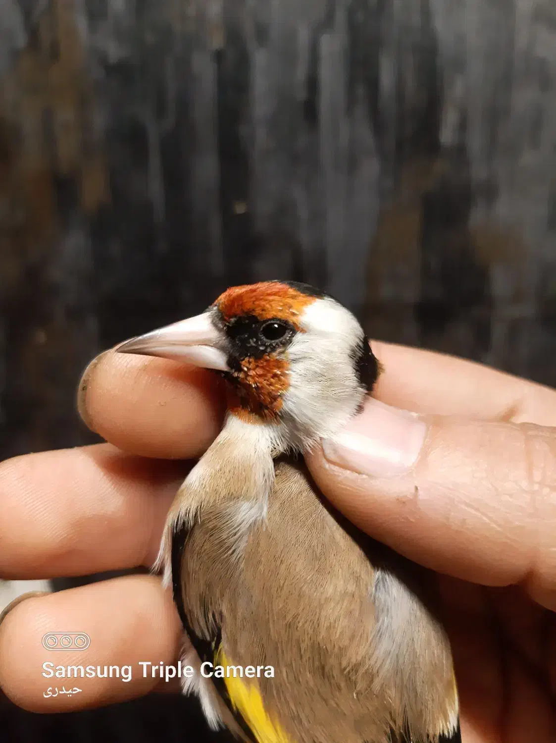 سهره رسمی نر ضمانتی|پرنده|مشهد, حسین‌آباد|دیوار