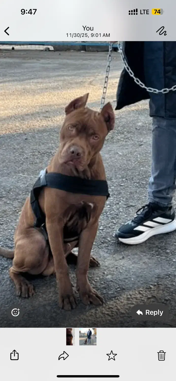 سگ پیتبول|سگ|اصفهان, خانه اصفهان|دیوار