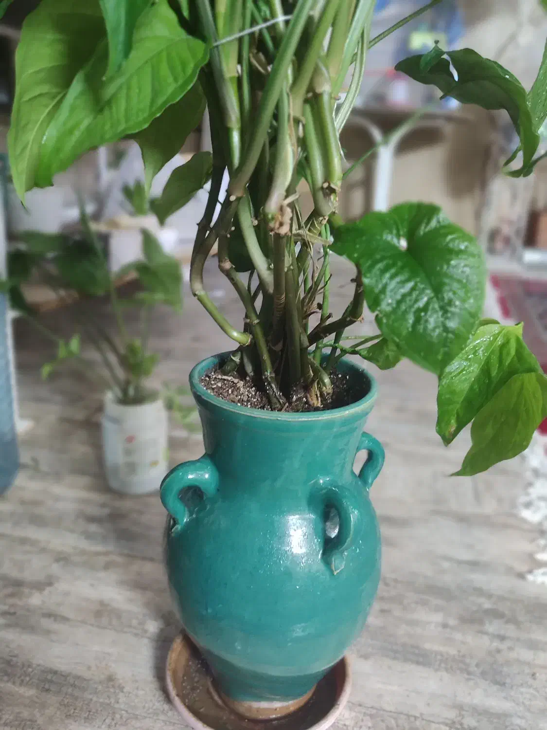 گل سیگنیوم|گل و گیاه طبیعی|اصفهان, شیخ اشراق|دیوار