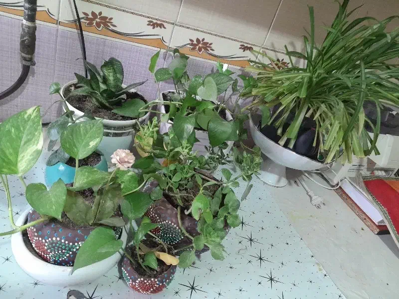 تعدادی گل حراج شد|گل و گیاه طبیعی|یاسوج, |دیوار