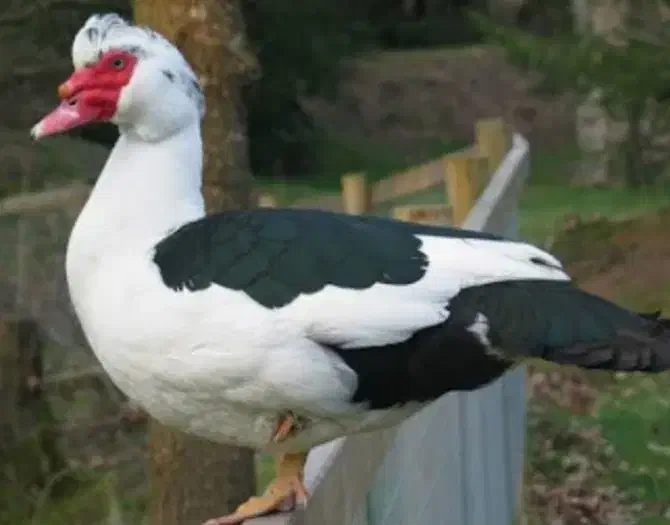 فروش اردک اسراییلی و غاز محلی با کمترن قیمت|حیوانات مزرعه|رضوانشهر, |دیوار