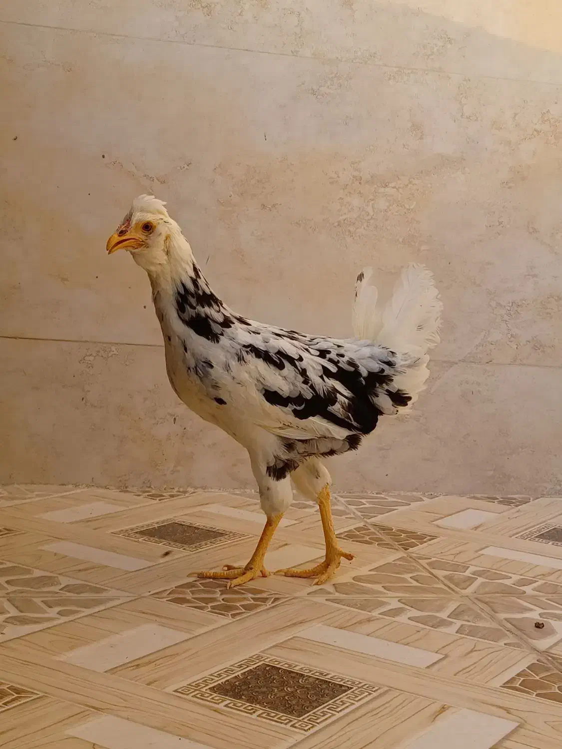 مرغ گلین|حیوانات مزرعه|برازجان, |دیوار