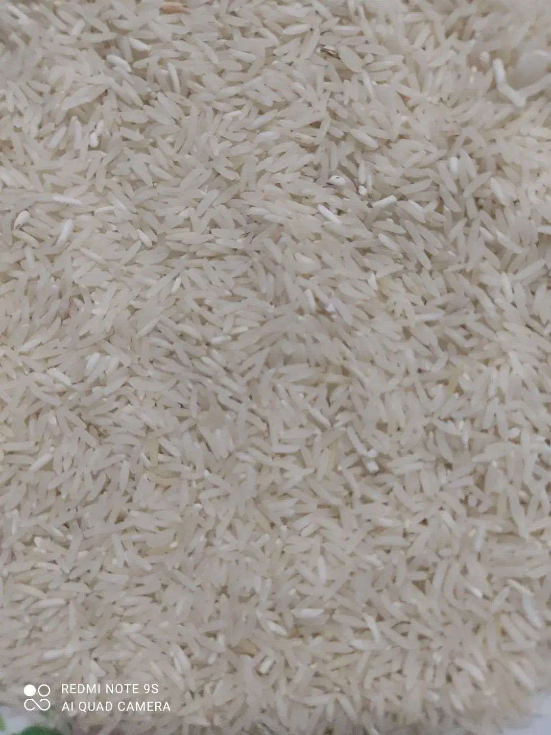 برنج فجر سوزنی|خوردنی و آشامیدنی|علیآباد کتول, |دیوار