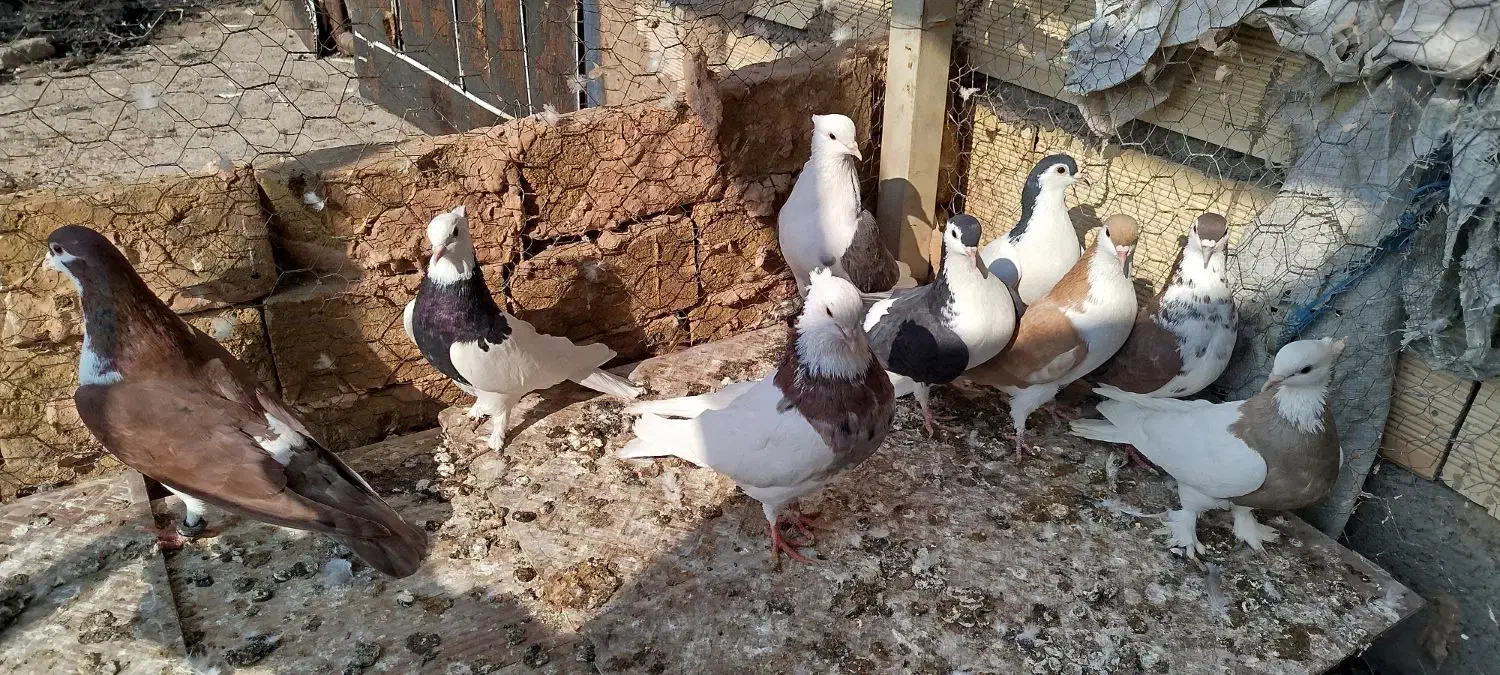 9عدد گفتی رنگی|پرنده|داورزن, |دیوار