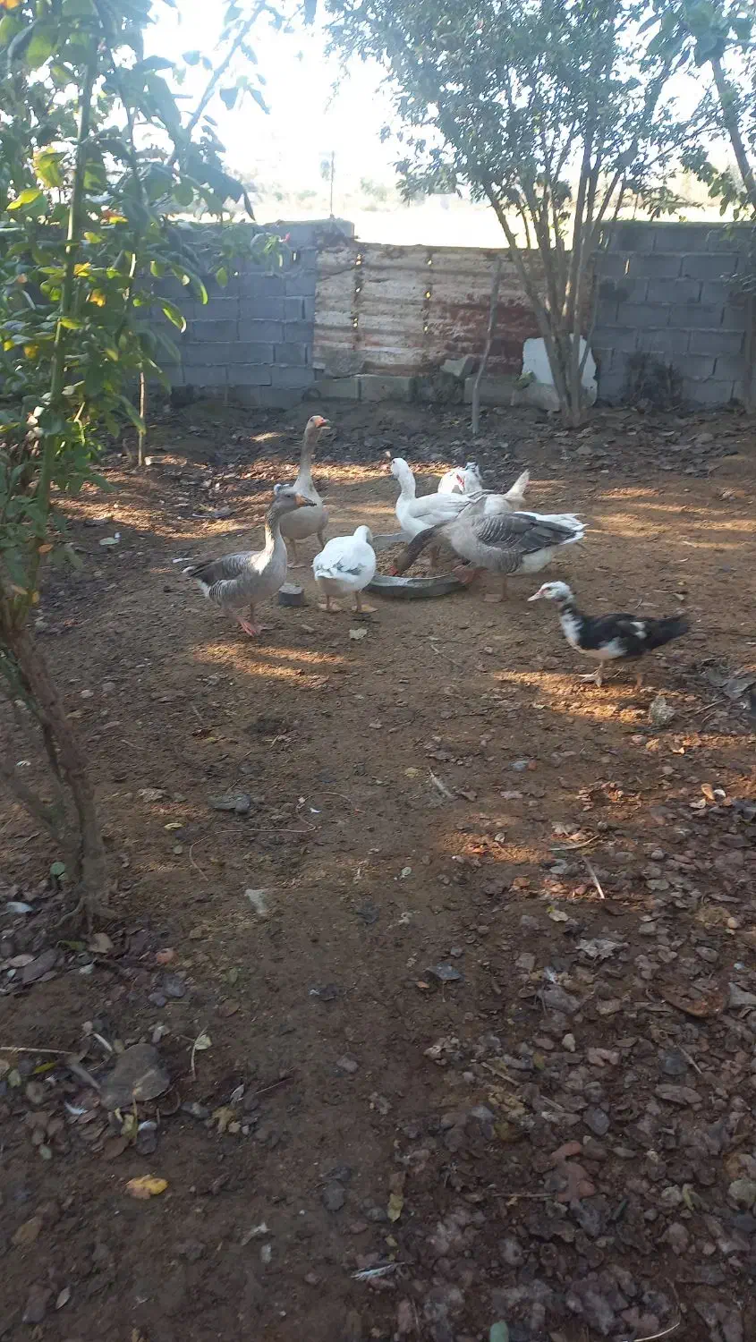 ۵ عدد غاز بالغ|حیوانات مزرعه|زرگرشهر, |دیوار