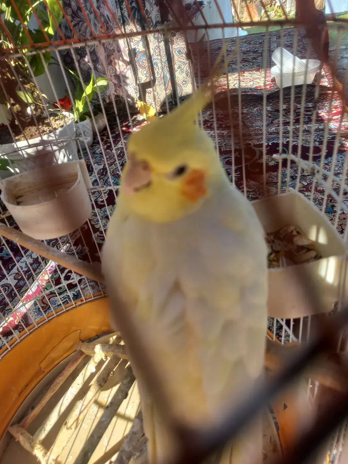 طوطی عروس نر|پرنده|فومن, |دیوار