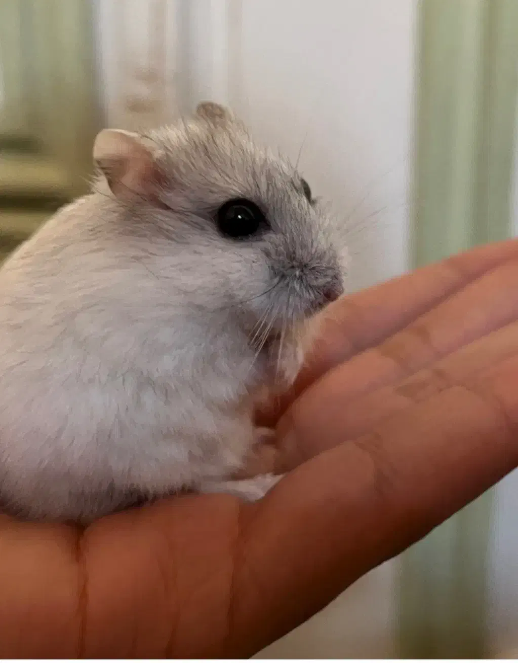 همستر کمپل وینتروایت جفت|موش و خرگوش|اصفهان, ناژوان|دیوار