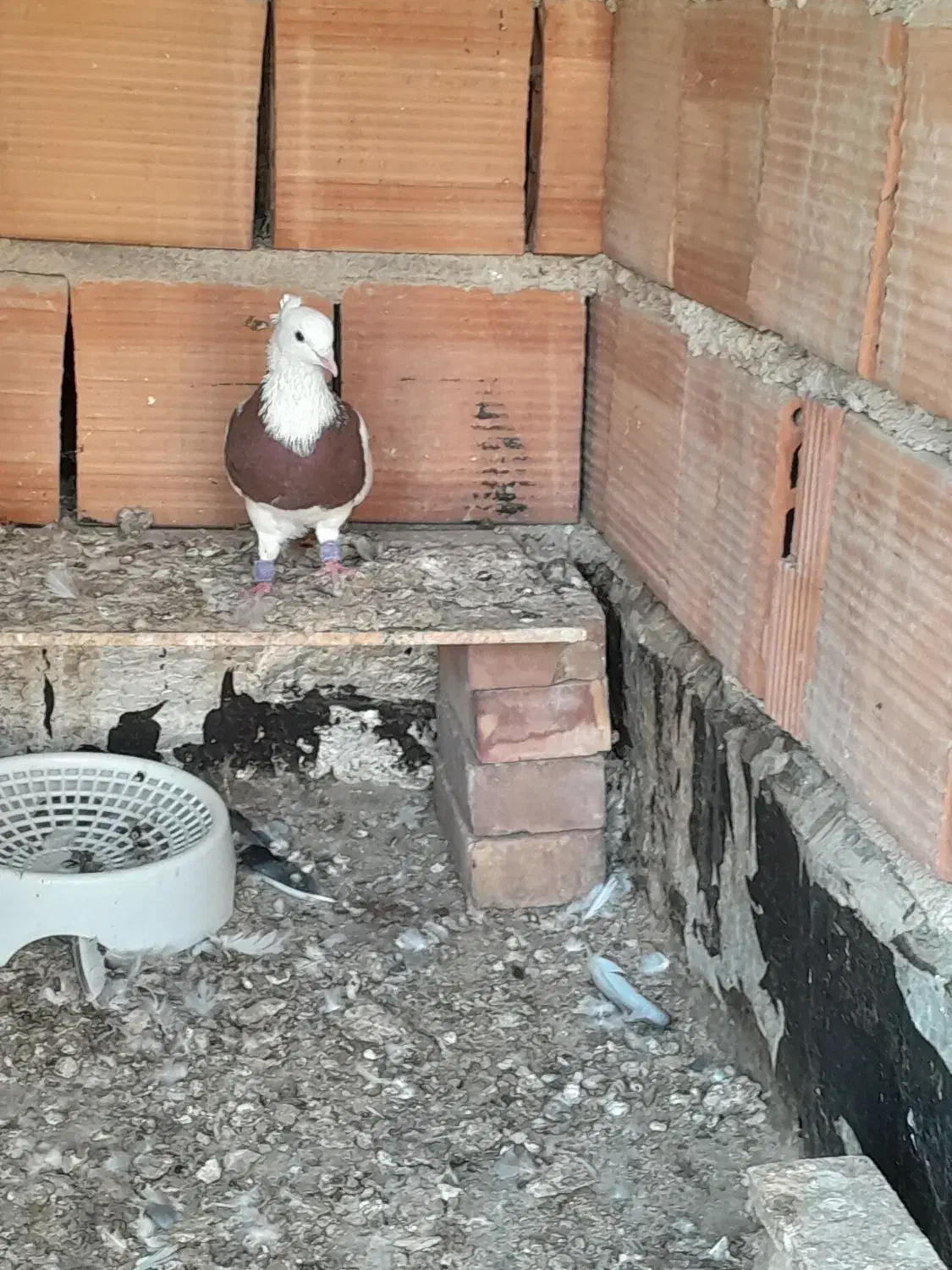 کبوتر گمشده است|پرنده|گنبد کاووس, |دیوار