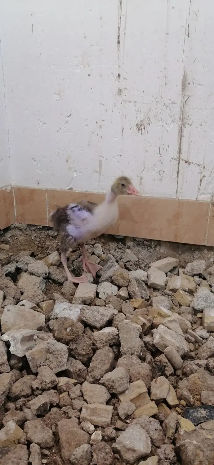 جوجه غاز|حیوانات مزرعه|خرمشهر, |دیوار