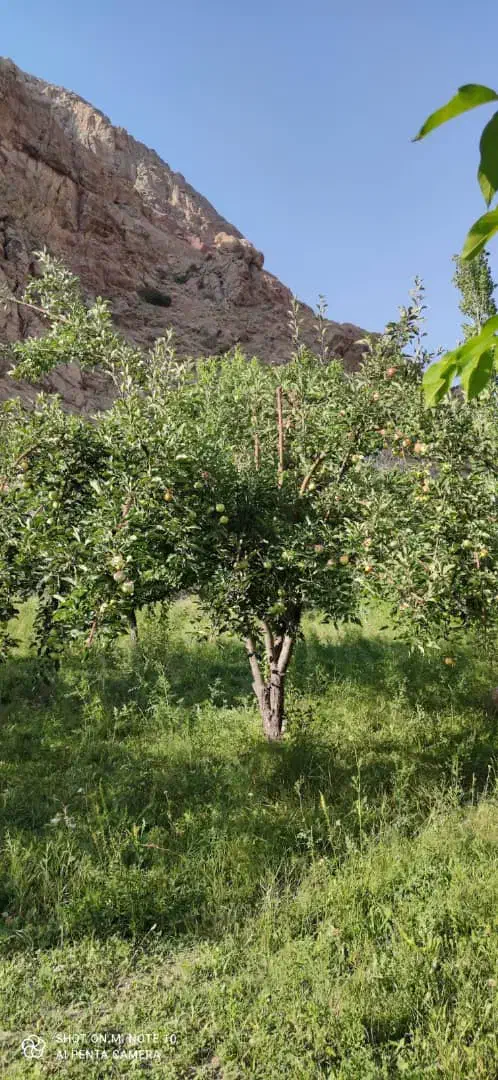 باغ فروشی واقع در روستای مهاباد( فیروزکوه)|فروش دفتر صنعتی، کشاورزی، تجاری|فیروزکوه, |دیوار