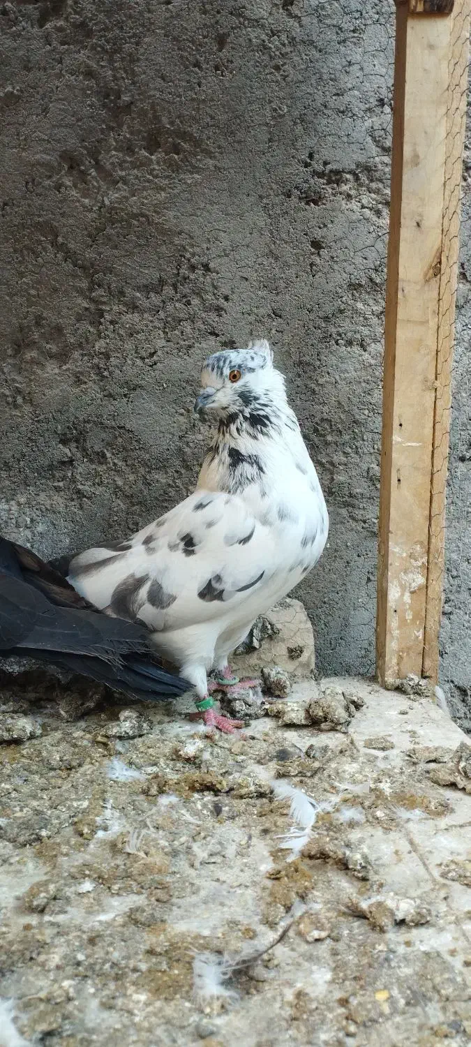 ماده چلچله کاکلی و نر فولادی|پرنده|آران و بیدگل, |دیوار