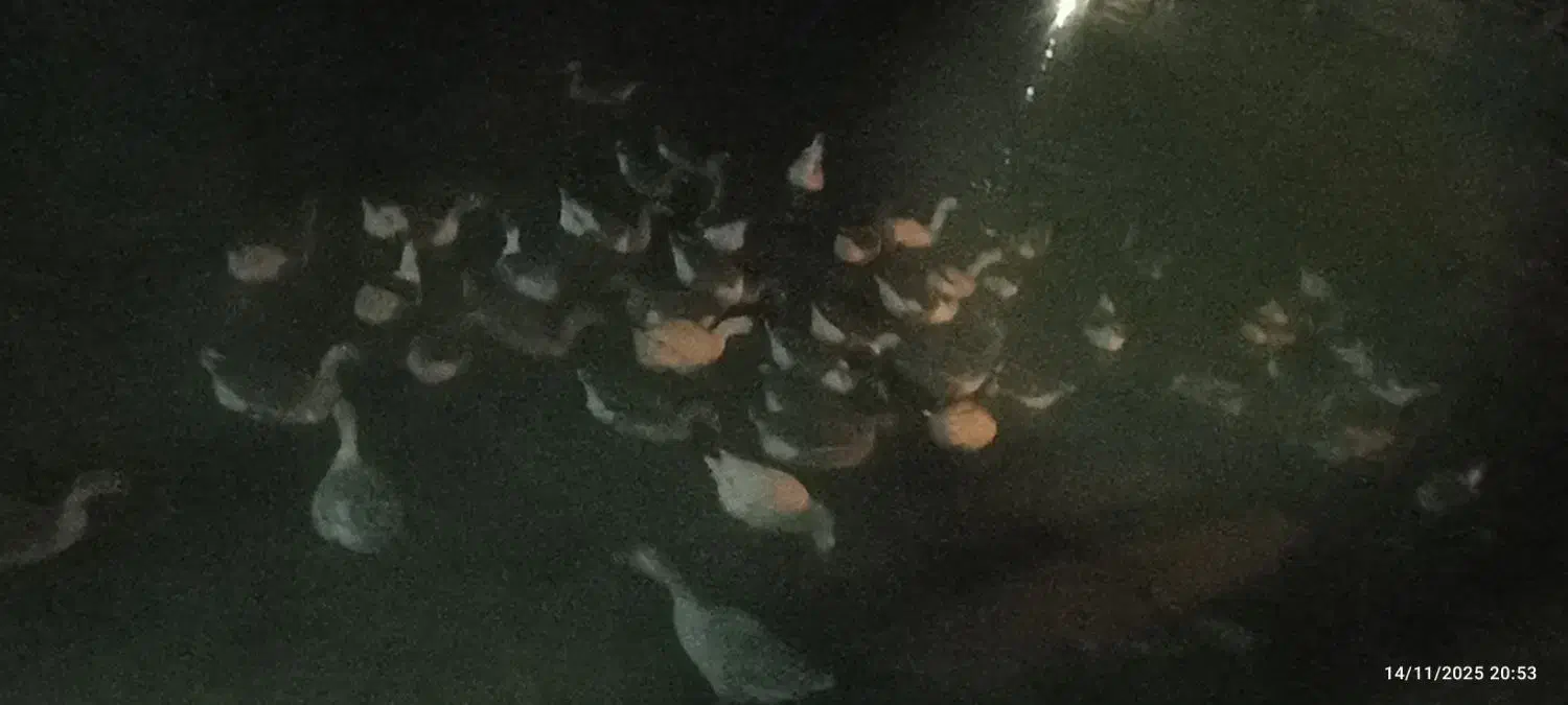 بهترین نژاد غاز محلی|حیوانات مزرعه|مشگین شهر, |دیوار